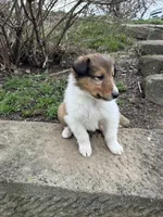 Pebbles, a male Collie for sale in Stone Creek, OH – Photo 3 of 6