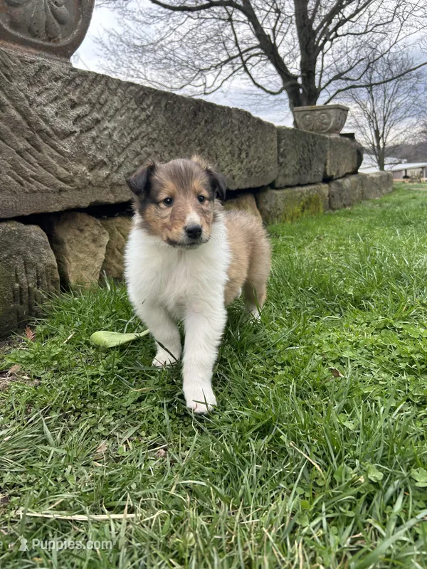 Pebbles, a male Collie for sale in Stone Creek, OH – Photo 1 of 6