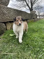 Pebbles, a male Collie for sale in Stone Creek, OH – Photo 1 of 6