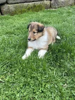 Captain Crunch, a male Collie for sale in Stone Creek, OH – Photo 3 of 3