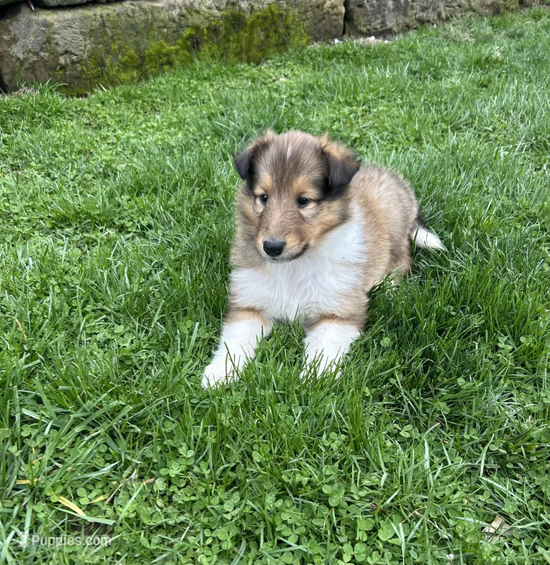 Captain Crunch – Collie puppy for sale in Stone Creek, OH