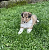 Captain Crunch, a male Collie for sale in Stone Creek, OH – Photo 1 of 3