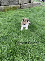Captain Crunch, a male Collie for sale in Stone Creek, OH – Photo 2 of 3
