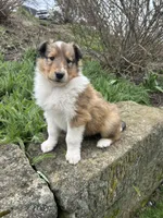 Snap, a male Collie for sale in Stone Creek, OH – Photo 2 of 4