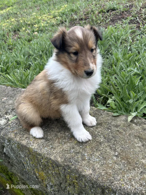 Snap – Collie puppy for sale in Stone Creek, OH