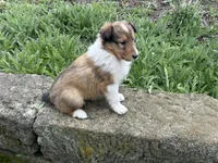 Snap, a male Collie for sale in Stone Creek, OH – Photo 4 of 4