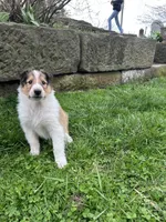 Krisp , a male Collie for sale in Stone Creek, OH – Photo 3 of 5