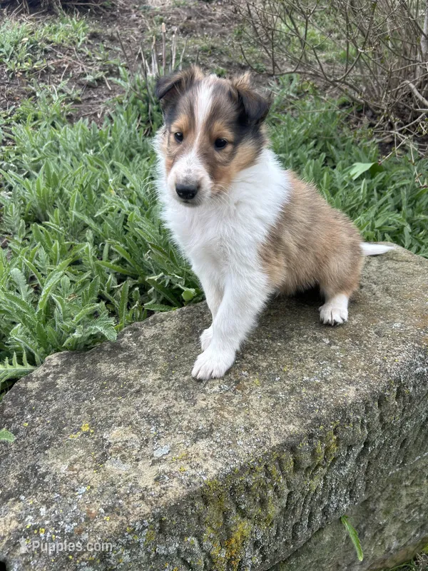 Krisp  – Collie puppy for sale in Stone Creek, OH