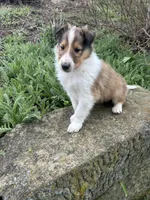 Krisp , a male Collie for sale in Stone Creek, OH – Photo 1 of 5