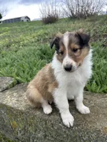 Krisp , a male Collie for sale in Stone Creek, OH – Photo 2 of 5