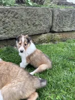 Krisp , a male Collie for sale in Stone Creek, OH – Photo 4 of 5