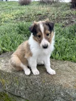 Krisp , a male Collie for sale in Stone Creek, OH – Photo 5 of 5