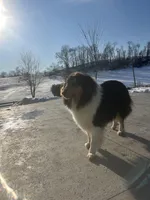 Popp, a male Collie for sale in Stone Creek, OH – Photo 6 of 6
