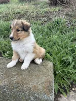 Popp, a male Collie for sale in Stone Creek, OH – Photo 2 of 6