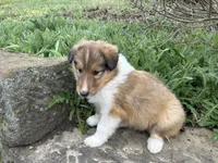 Popp, a male Collie for sale in Stone Creek, OH – Photo 3 of 6