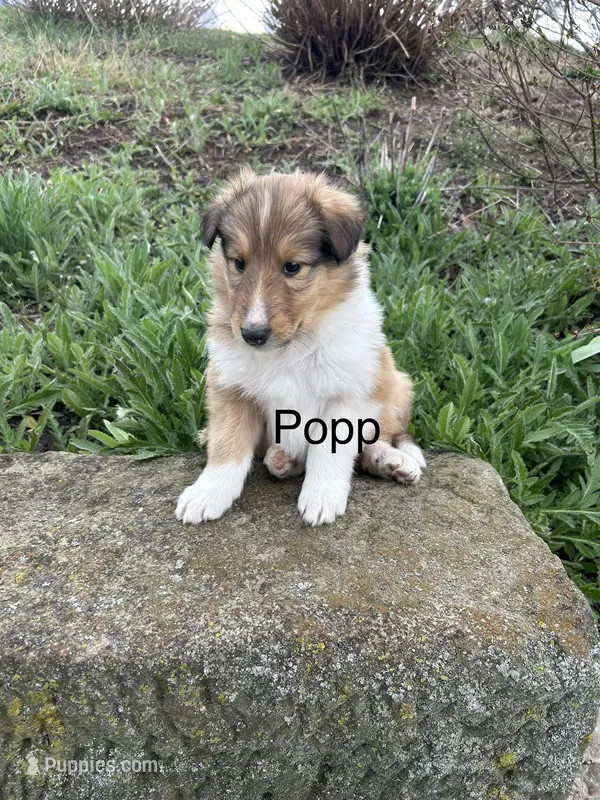 Popp – Collie puppy for sale in Stone Creek, OH