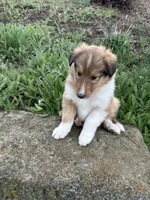Popp, a male Collie for sale in Stone Creek, OH – Photo 4 of 6