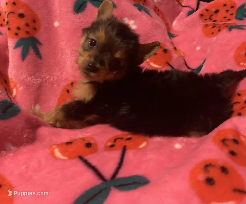 Yorkie boy – Yorkshire Terrier puppy for sale in Starke, FL