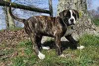 Lt. Green Collar, a male Alapaha Blue Blood Bulldog for sale in Shelocta, PA – Photo 1 of 8