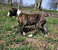 Lt. Green Collar, a male Alapaha Blue Blood Bulldog for sale in Shelocta, PA – Photo 3 of 8