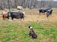 Lt. Green Collar, a male Alapaha Blue Blood Bulldog for sale in Shelocta, PA – Photo 5 of 8