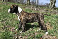Lt. Green Collar, a male Alapaha Blue Blood Bulldog for sale in Shelocta, PA – Photo 2 of 8