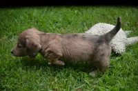 Nutter Butter, a male Miniature Dachshund for sale in Tuscumbia, AL – 2 of 3