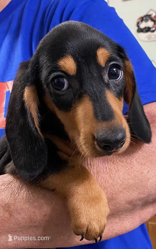 Sawyer – Dachshund puppy for sale in Tuscumbia, AL