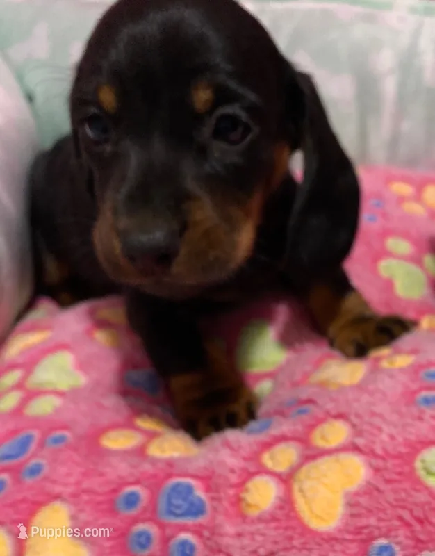 Satin – Miniature Dachshund puppy for sale in Tuscumbia, AL