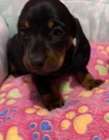 Satin, a female Miniature Dachshund for sale in Tuscumbia, AL – 1 of 4