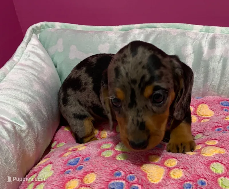 Paisley – Miniature Dachshund puppy for sale in Tuscumbia, AL