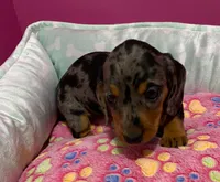 Paisley, a female Miniature Dachshund for sale in Tuscumbia, AL – 1 of 4