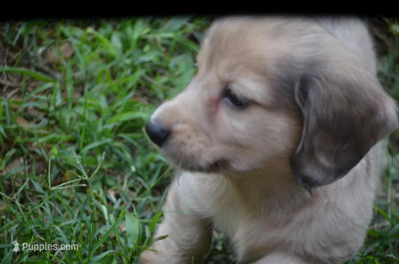 Nutter Butter – Miniature Dachshund puppy for sale in Tuscumbia, AL
