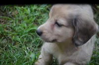 Nutter Butter, a male Miniature Dachshund for sale in Tuscumbia, AL – 1 of 3