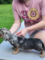Titan, a male Miniature Dachshund for sale in Tuscumbia, AL – 3 of 5