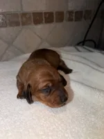 Scarlett, a female Dachshund for sale in Tuscumbia, AL – 2 of 2