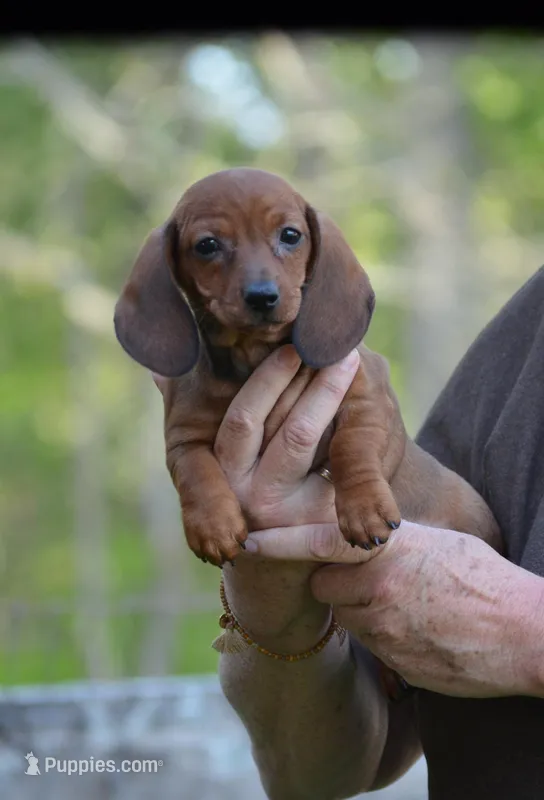 Petite Sirloin – Dachshund puppy for sale in Tuscumbia, AL