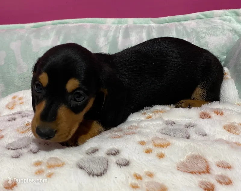 Sawyer – Dachshund puppy for sale in Tuscumbia, AL