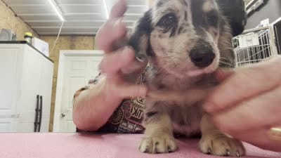 Cookies & Cream, a male Miniature Dachshund for sale in Tuscumbia, AL – 3 of 3