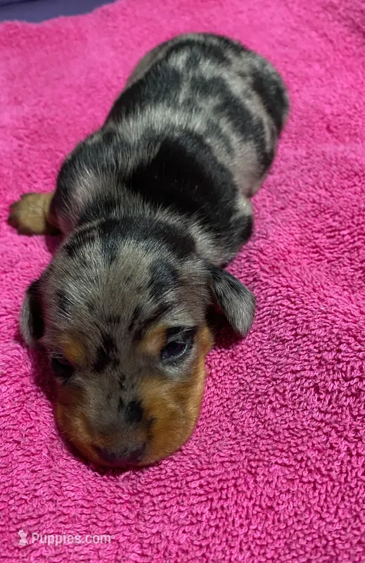 Paisley – Miniature Dachshund puppy for sale in Tuscumbia, AL