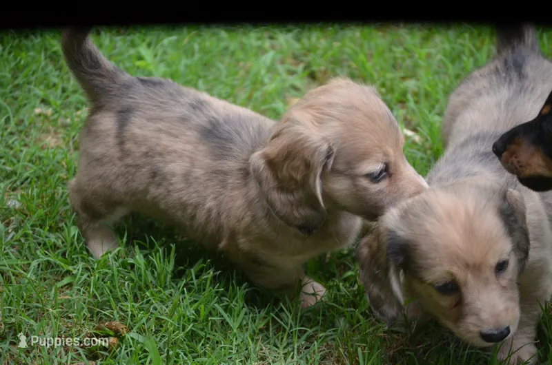 Nutter Butter – Miniature Dachshund puppy for sale in Tuscumbia, AL
