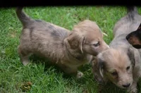 Nutter Butter, a male Miniature Dachshund for sale in Tuscumbia, AL – 1 of 3