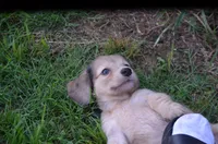 Nutter Butter, a male Miniature Dachshund for sale in Tuscumbia, AL – 2 of 3