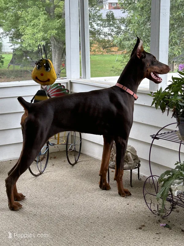 Coffee – Doberman Pinscher puppy for sale in Tuscumbia, AL