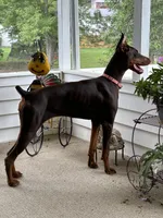 Coffee, a female Doberman Pinscher for sale in Tuscumbia, AL – 1 of 1