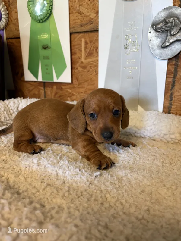 Ivy – Dachshund puppy for sale in Tuscumbia, AL