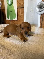 Ivy, a female Dachshund for sale in Tuscumbia, AL – 1 of 1