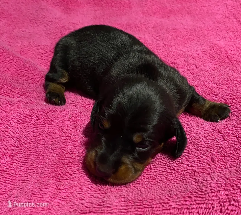 Satin – Miniature Dachshund puppy for sale in Tuscumbia, AL