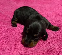 Satin, a female Miniature Dachshund for sale in Tuscumbia, AL – 1 of 2