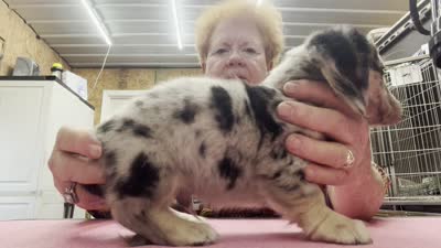 Cookies & Cream, a male Miniature Dachshund for sale in Tuscumbia, AL – 2 of 3